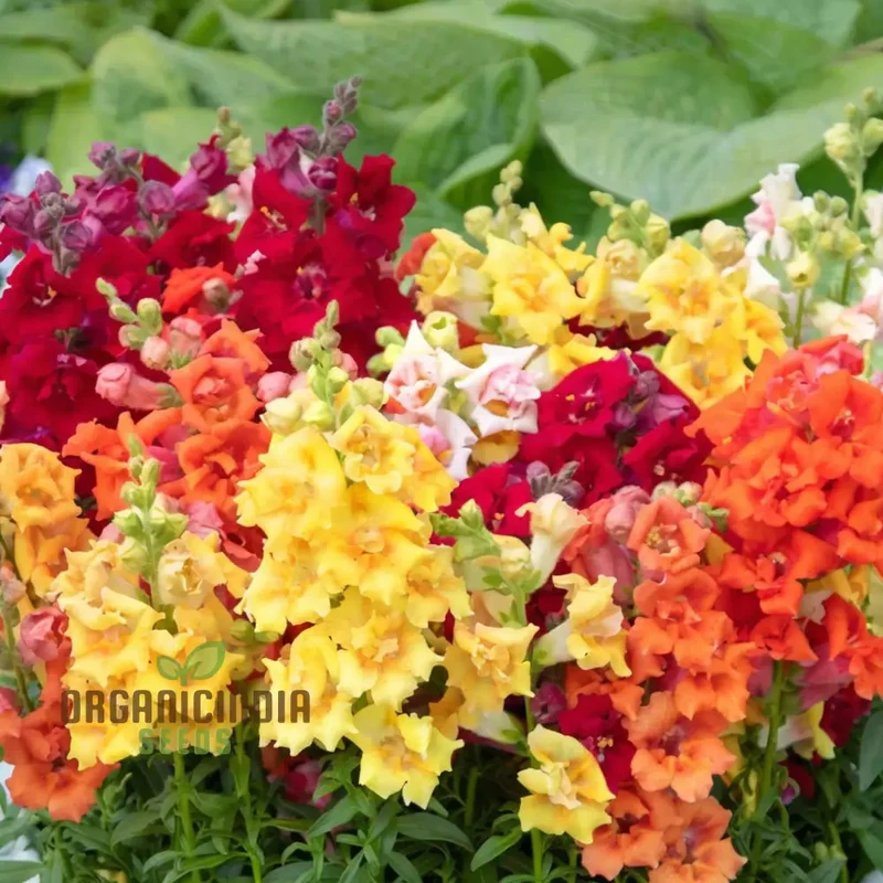 Antirrhinum Sweet Duet Mixed F1 Seeds ,Elevate Your Gardening Experience with Stunning, Vibrant Blooms!