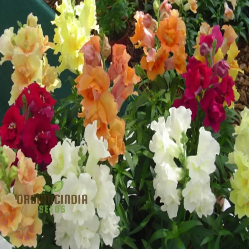 Antirrhinum Sweet Duet Mixed F1 Seeds ,Elevate Your Gardening Experience with Stunning, Vibrant Blooms!