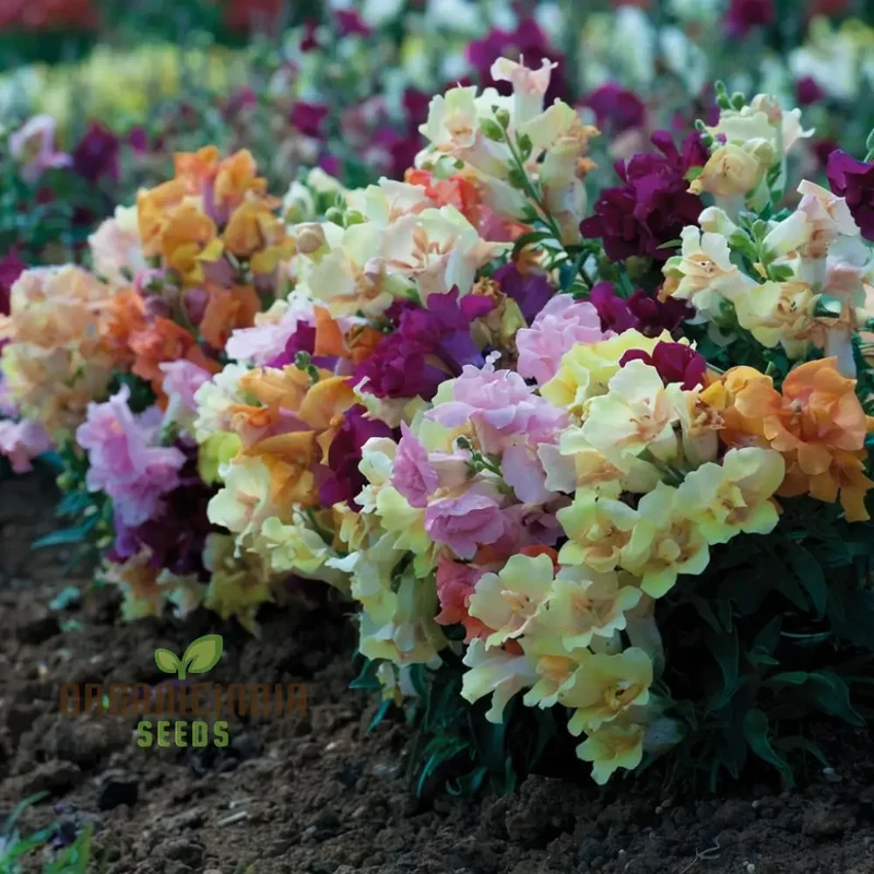 Antirrhinum Sweet Duet Mixed F1 Seeds ,Elevate Your Gardening Experience with Stunning, Vibrant Blooms!