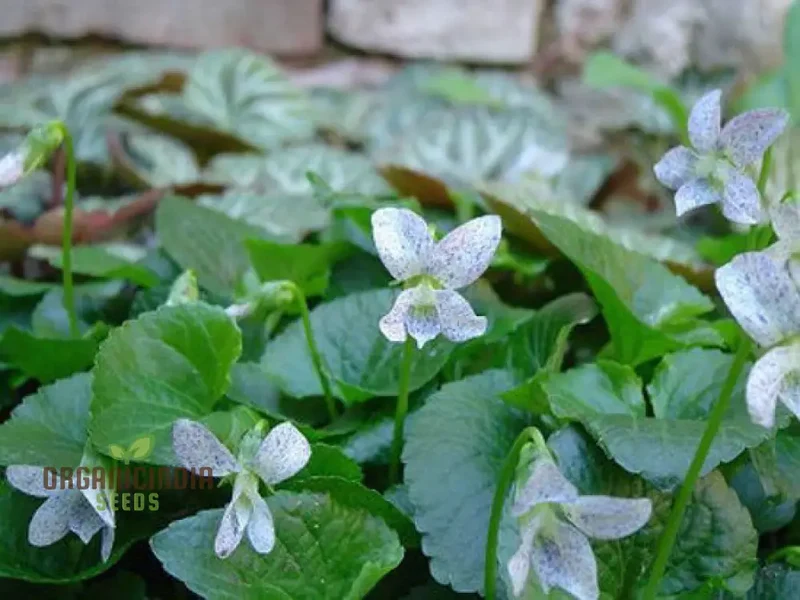 Viola Freckles Flower Seeds for Planting – Dappled Face Pansy Style Blooms, Cool Season Annual for Outdoor Garden