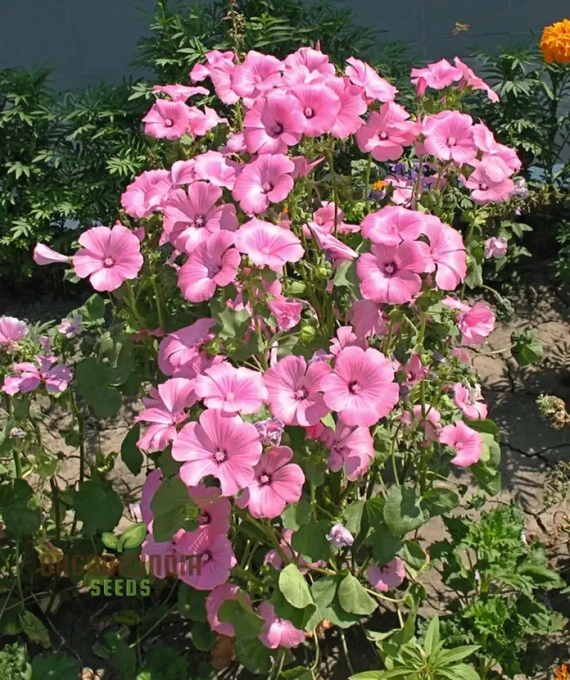 Lavatera Loveliness Flower Seeds For Planting: Cultivating Garden Beauty with Exquisite Varieties and Gardening Essentials