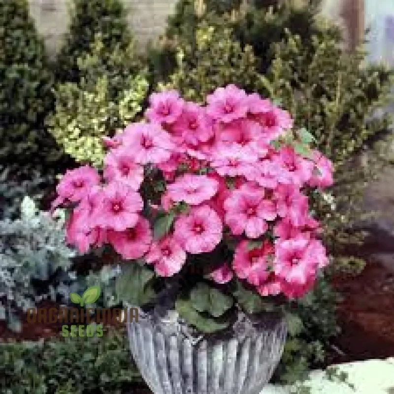 Lavatera Loveliness Flower Seeds For Planting: Cultivating Garden Beauty with Exquisite Varieties and Gardening Essentials