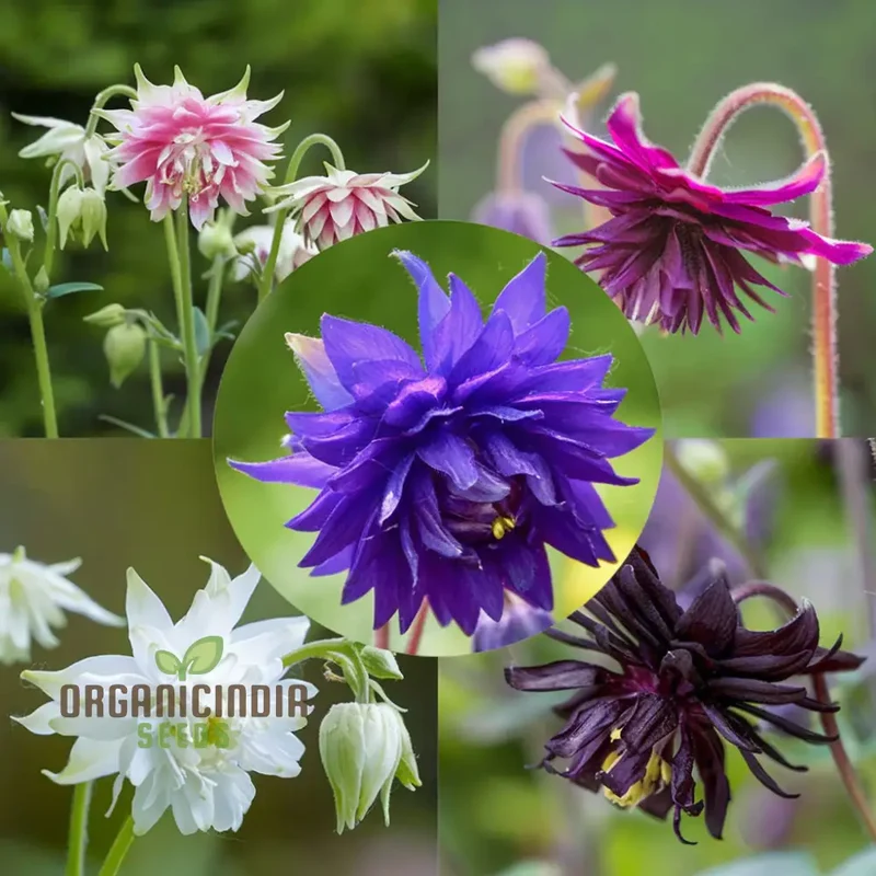 Aquilegia Barlow Mixed Seeds , Elevate Your Gardening Experience with Diverse, Stunning Blooms!