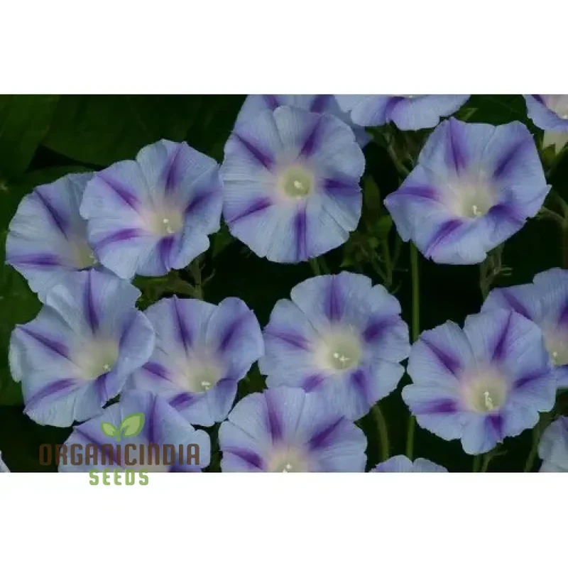 Ipomoea purpurea Dacapo Light Blue Flower Seeds, An Extensive Guide to Flower Selection, Seed Planting, and Expert Gardening Practices