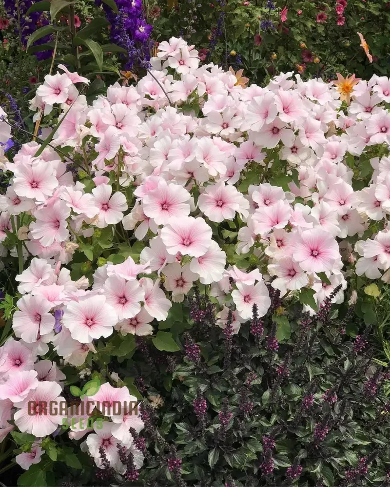 Dwarf Pink Blush Lavatera flower seeds for Planting-Vibrant and Compact Garden Spaces"