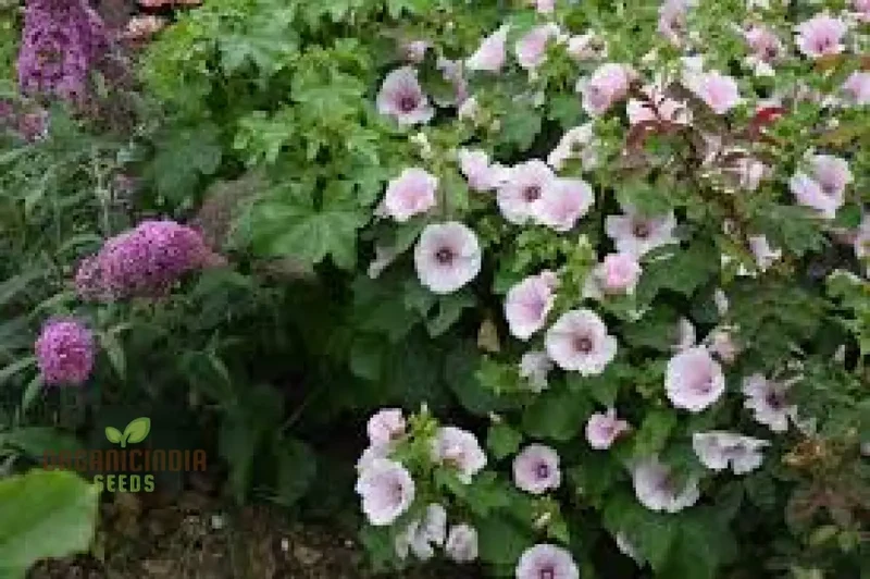 Dwarf Pink Blush Lavatera flower seeds for Planting-Vibrant and Compact Garden Spaces"