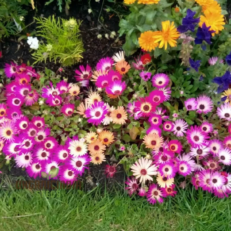 Mesembryanthemum Magic Carpet Seeds for Vibrant Gardening: Perfect for Creating Stunning, Colorful Landscapes