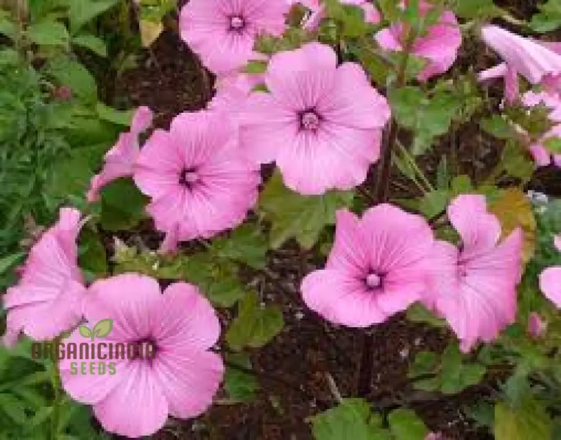 Lavatera Silver Cup Flower Seeds For Planting: Enhance Your Garden with Stunning Perennial Beauty and Graceful Floral Elegance