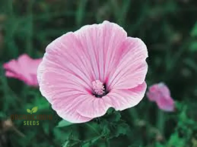 Lavatera Silver Cup Flower Seeds For Planting: Enhance Your Garden with Stunning Perennial Beauty and Graceful Floral Elegance