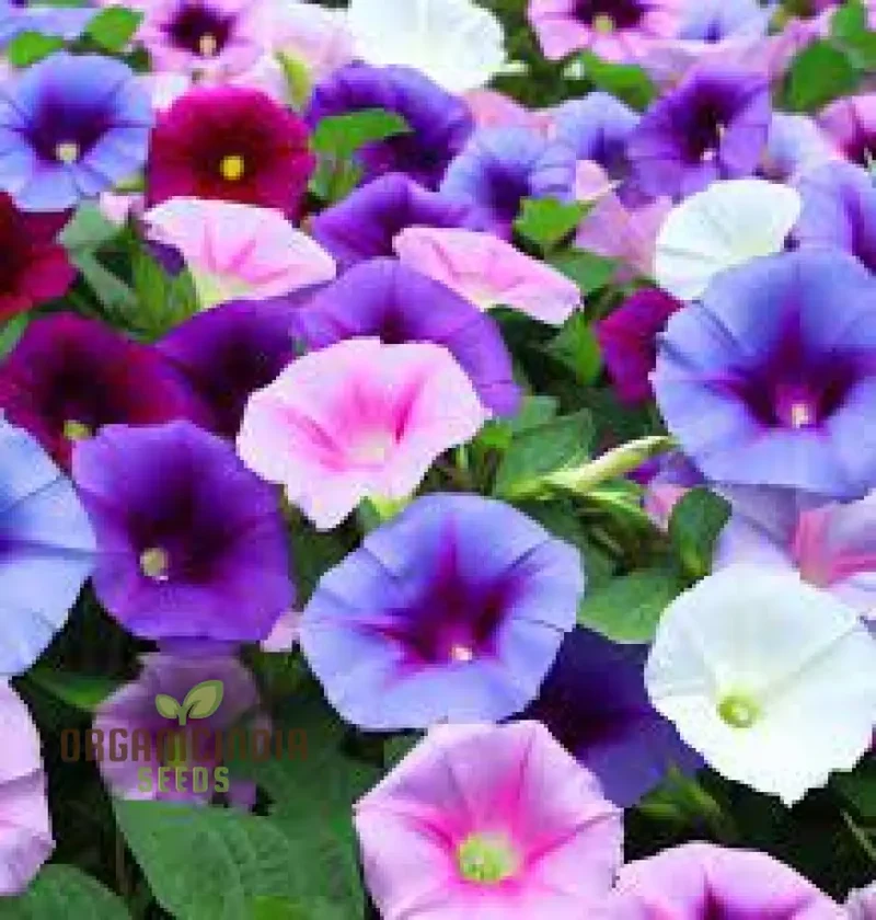Purpurea Lazy Luxe Mixed Flower Seeds For Planting: A Gardeners' Dream Collection