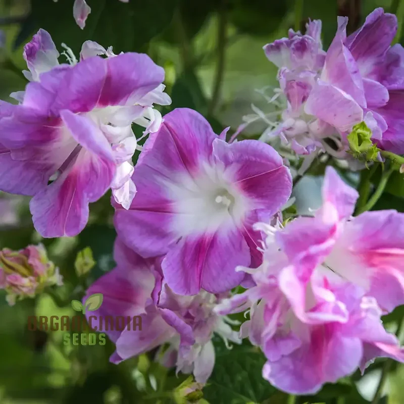 Ipomoea Tutu Flower Seeds for planting: Add Color to Your Garden with Vibrant Blooms