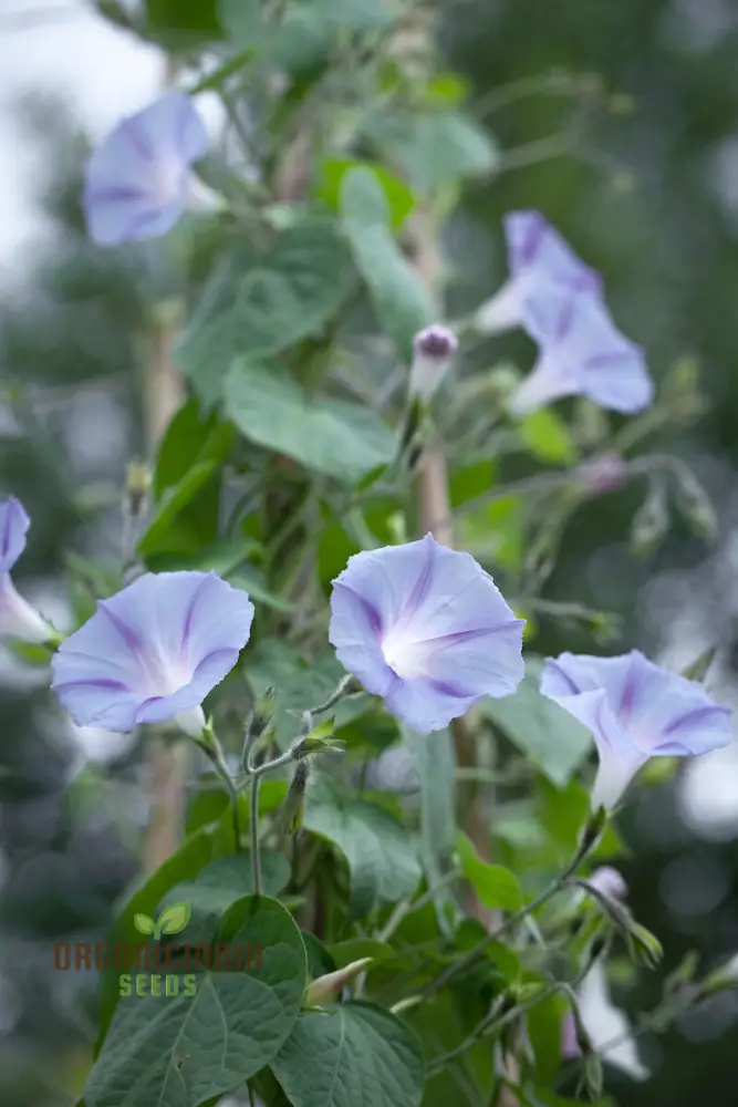 purpurea Dacapo Light Blue - Perfect for Gardeners Seeking Vibrant, Long-Lasting Blooms