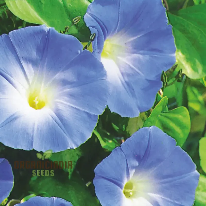 purpurea Dacapo Light Blue - Perfect for Gardeners Seeking Vibrant, Long-Lasting Blooms