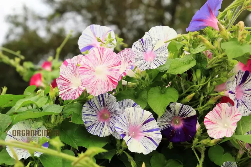 Ipomoea purpurea 'Carnevale di Venezia' Flower Seeds For Planting , The Ultimate Choice for Vibrant and Unique Flowering Vines