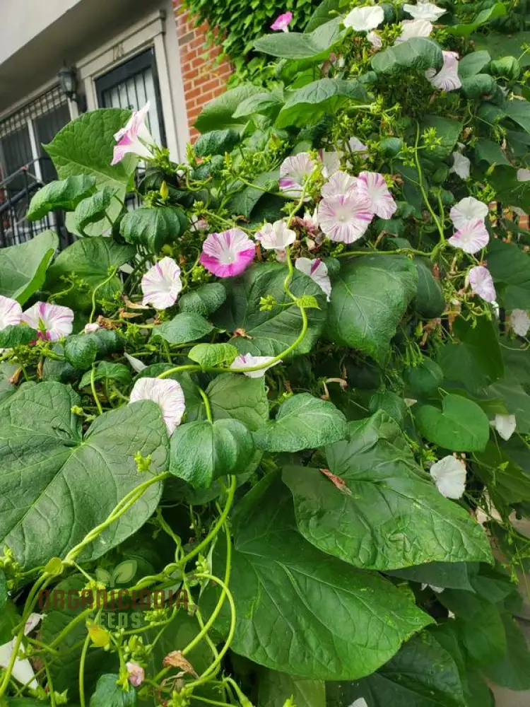 Ipomoea purpurea 'Carnevale di Venezia' Flower Seeds For Planting , The Ultimate Choice for Vibrant and Unique Flowering Vines