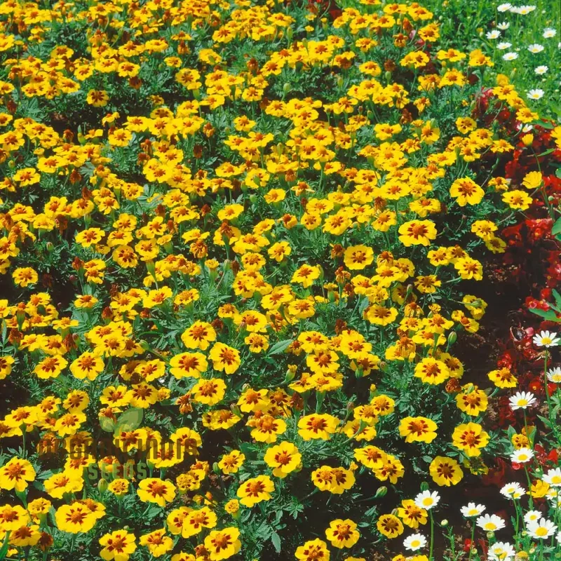SeedNaughty Marietta Marigold Seeds Premium Quality Seeds for Vibrant Garden Blooms and Successful Gardening