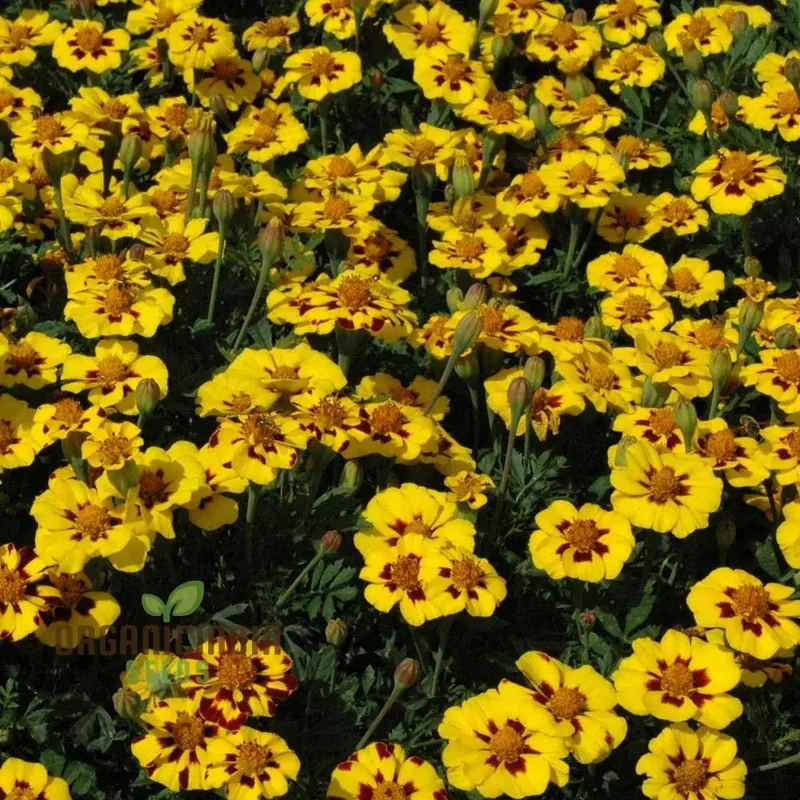 SeedNaughty Marietta Marigold Seeds Premium Quality Seeds for Vibrant Garden Blooms and Successful Gardening