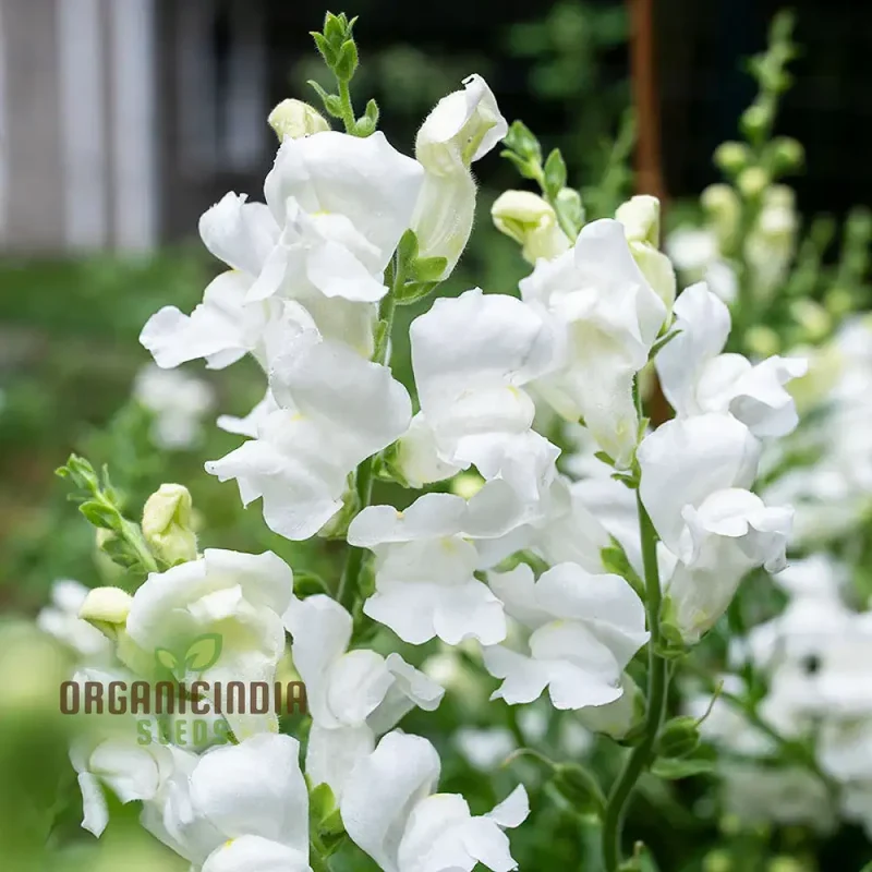Antirrhinum White Admiral F1laevis Flowering Seeds, A Comprehensive Guide to Flower Selection, Seed Planting, and Gardening Tips