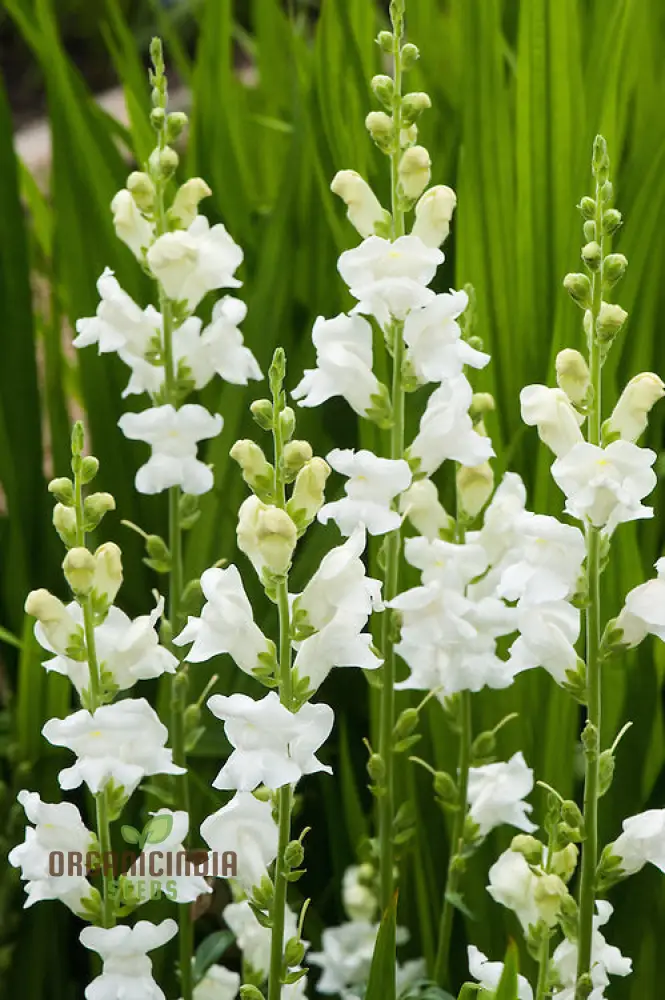 Antirrhinum White Admiral F1laevis Flowering Seeds, A Comprehensive Guide to Flower Selection, Seed Planting, and Gardening Tips
