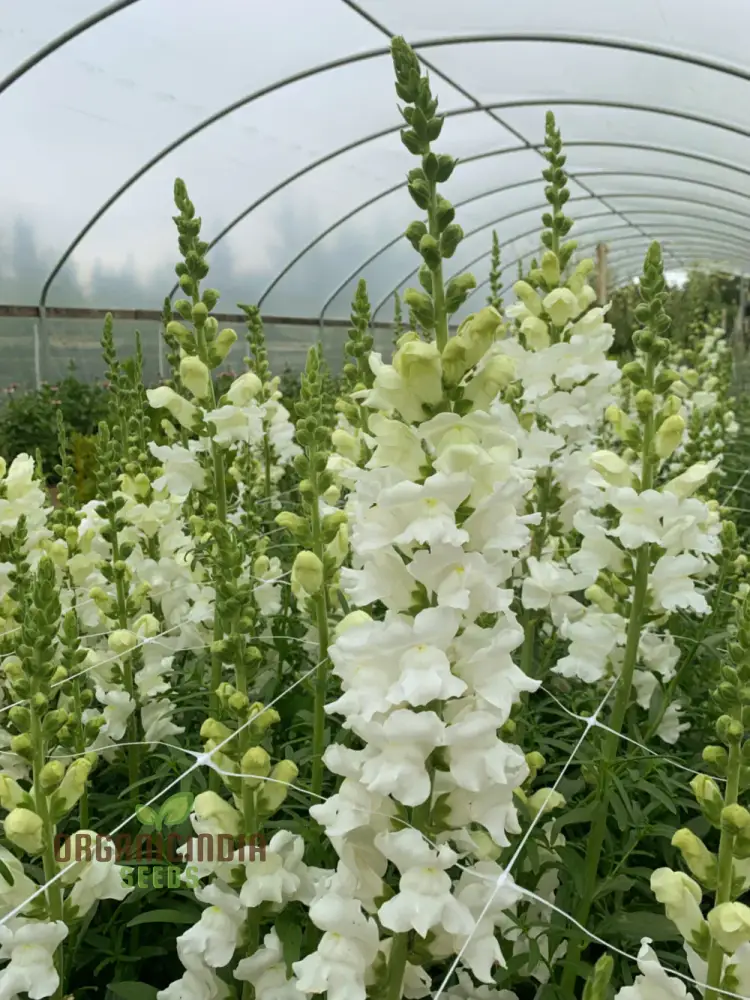 Antirrhinum White Admiral F1laevis Flowering Seeds, A Comprehensive Guide to Flower Selection, Seed Planting, and Gardening Tips