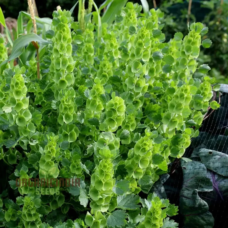 Bells of Ireland (Molucella laevis) Seeds for Unique and Striking Floral Displays