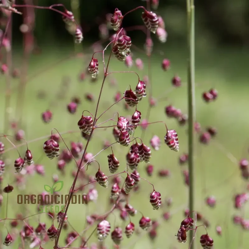 riza Media (Quaking Grass) Seeds, Cultivate Graceful Ornamental Grass with Expert Tips for Successful Growth