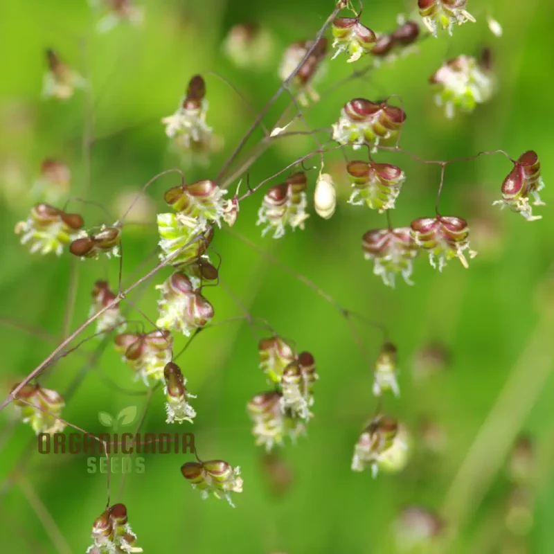 riza Media (Quaking Grass) Seeds, Cultivate Graceful Ornamental Grass with Expert Tips for Successful Growth