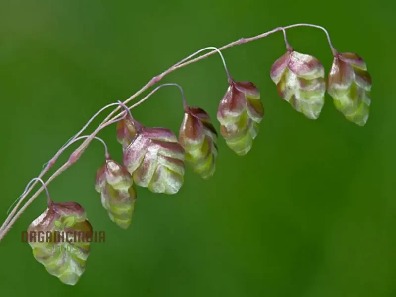riza Media (Quaking Grass) Seeds, Cultivate Graceful Ornamental Grass with Expert Tips for Successful Growth