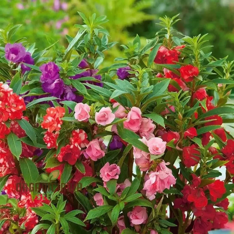 Balsam Bush Flowered Seeds for Planting Elevate Your Gardening Experience with Lush, Colorful Blooms