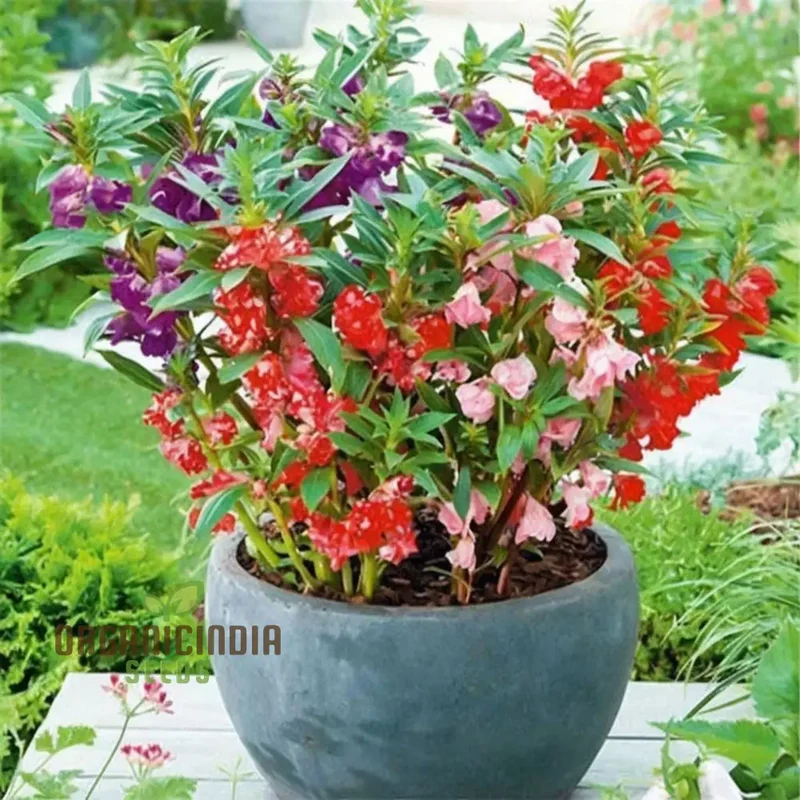 Balsam Bush Flowered Seeds for Planting Elevate Your Gardening Experience with Lush, Colorful Blooms