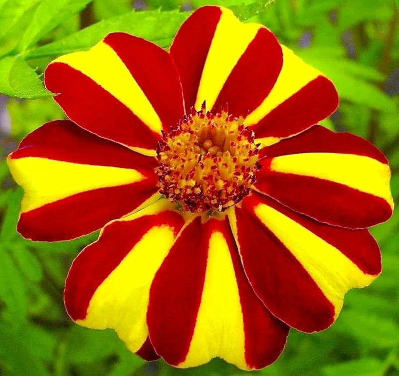 Mr Majestic Marigold Seeds Premium Quality Seeds for Vibrant Garden Blooms and Successful Gardening