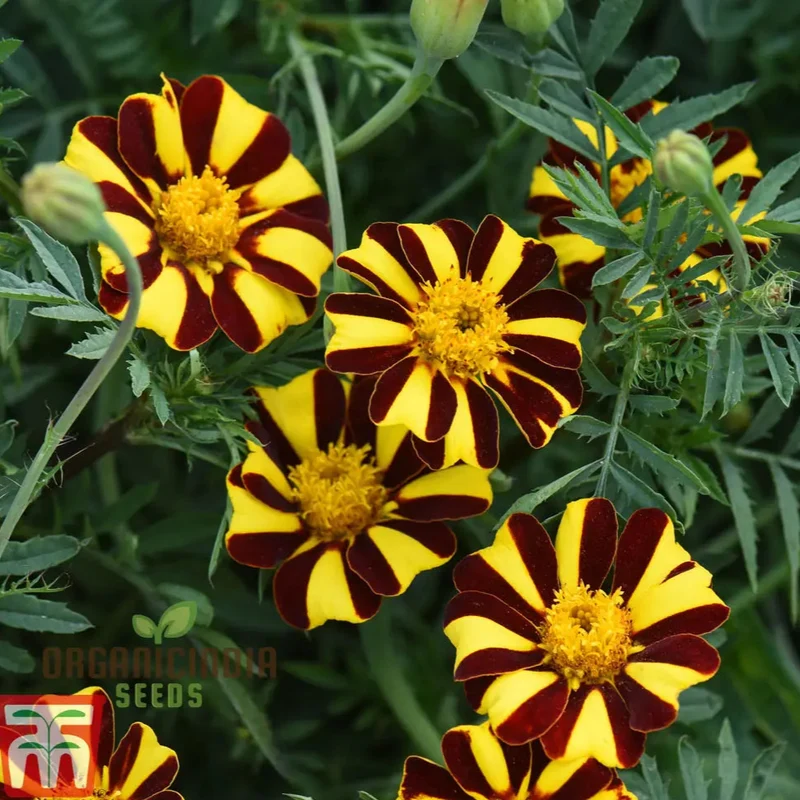 Mr Majestic Marigold Seeds Premium Quality Seeds for Vibrant Garden Blooms and Successful Gardening