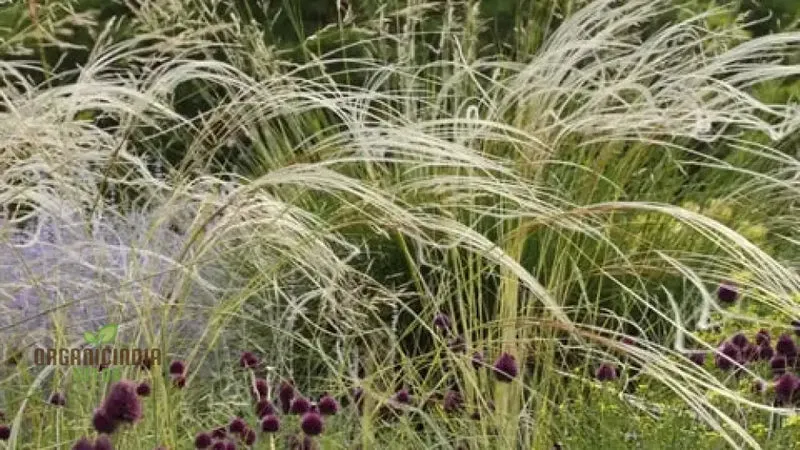 Stipa barbata Silver Feather Seeds for Elegant Ornamental Grass in Your Garden