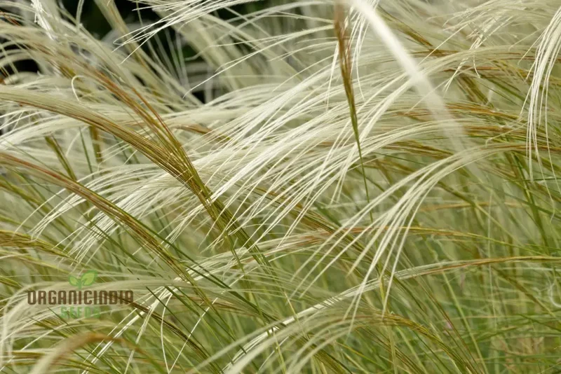 Stipa barbata Silver Feather Seeds for Elegant Ornamental Grass in Your Garden