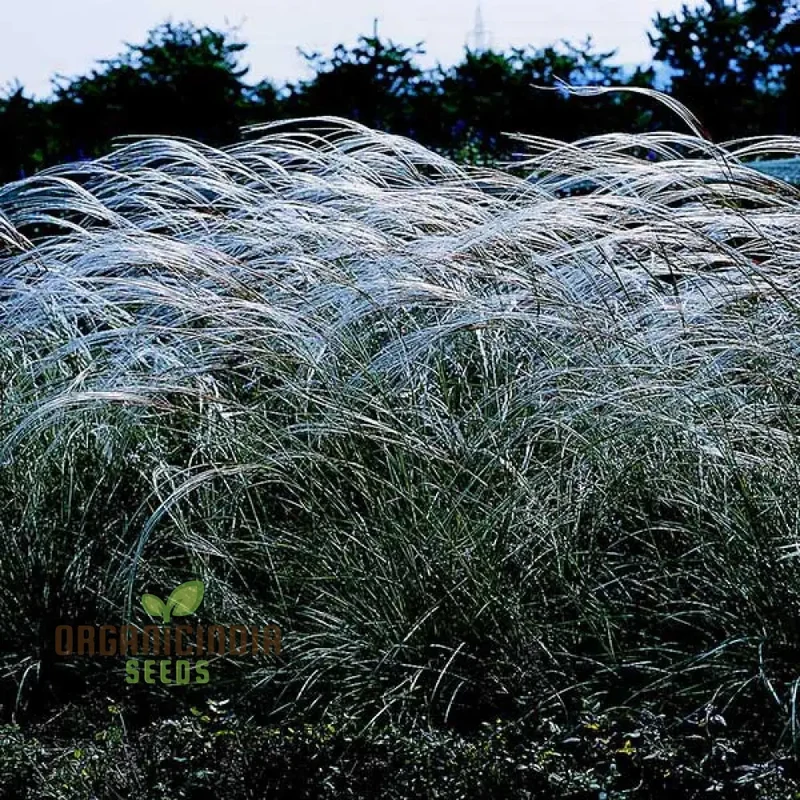Stipa barbata Silver Feather Seeds for Elegant Ornamental Grass in Your Garden
