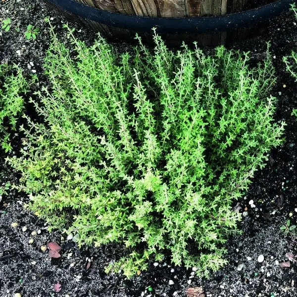 Thym français ‘Orangelo’ ( Thymus fragrantissimus )