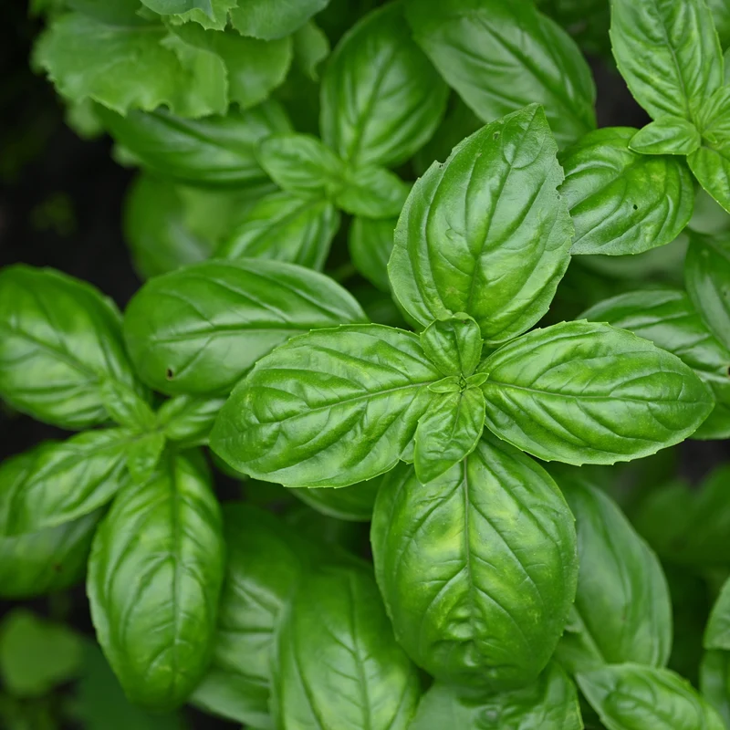 Disques de Basilic ( Ocimum basilicum )