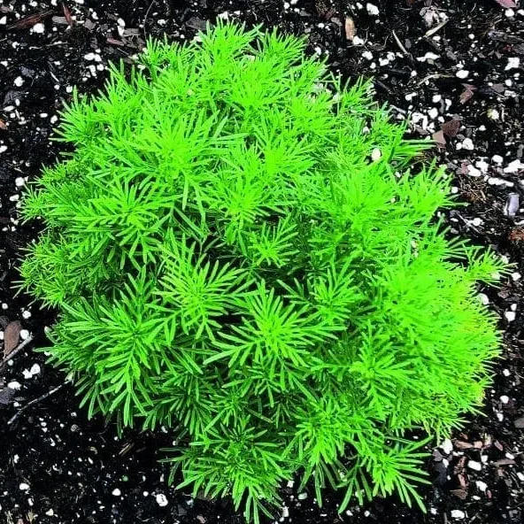 Œillet d‘Inde ’Dropshot' ( Tagetes filifolia )