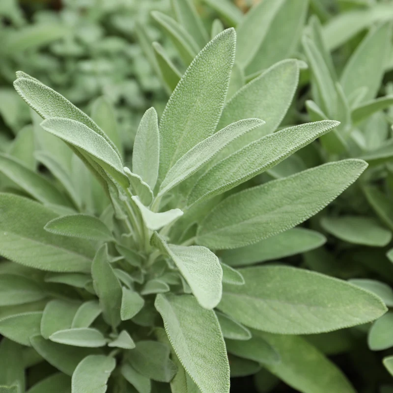 Sauge à grandes feuilles ( Salvia officinalis )