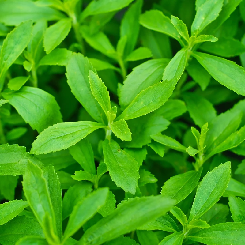 Stevia rebaudiana ( Stevia rebaudiana )