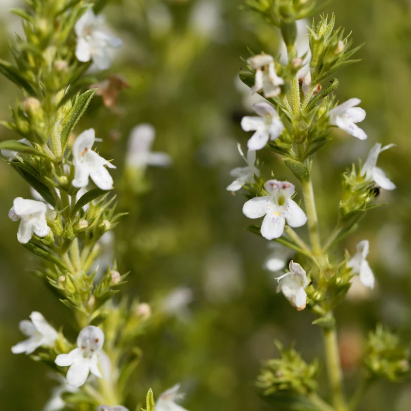 Sarriette d'hiver ( Satureja hortensis )