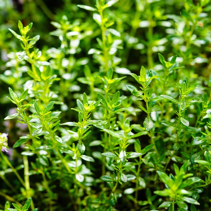 Sarriette d'été ( Satureja hortensis )