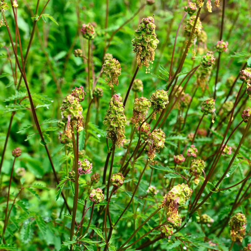 Pimprenelle ( Sanguisorba minor )
