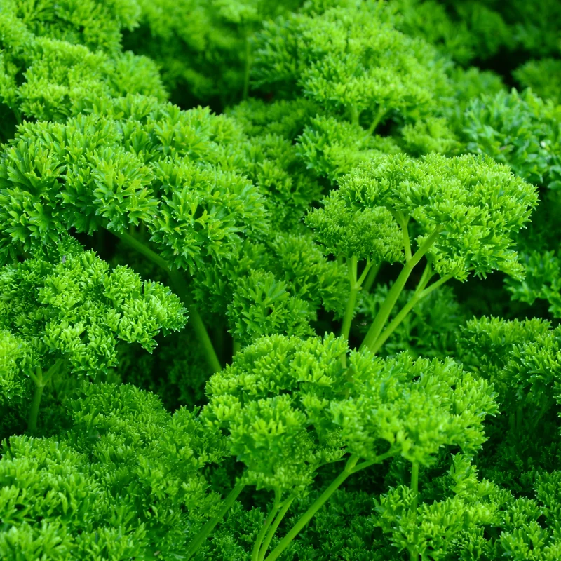 Persil ‘Green Pearl’ bio ( Petroselinum sp. )