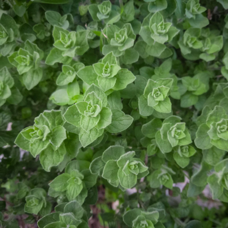Origan grec ( Origanum hirtum )