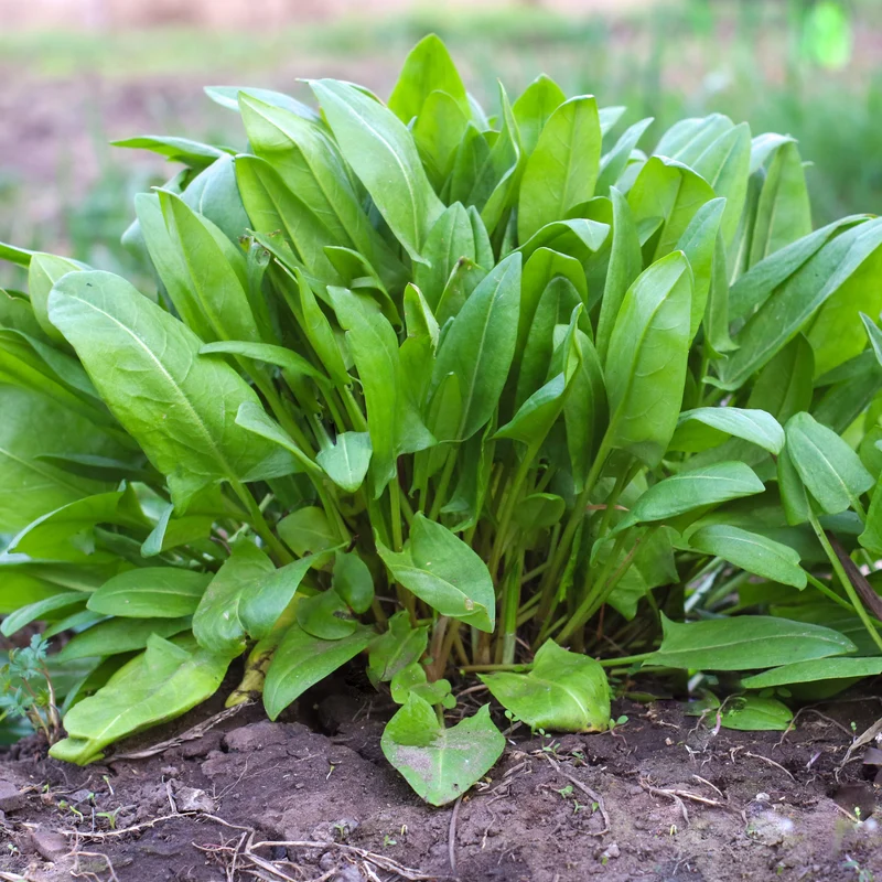 Oseille Française ( Rumex acetosa )