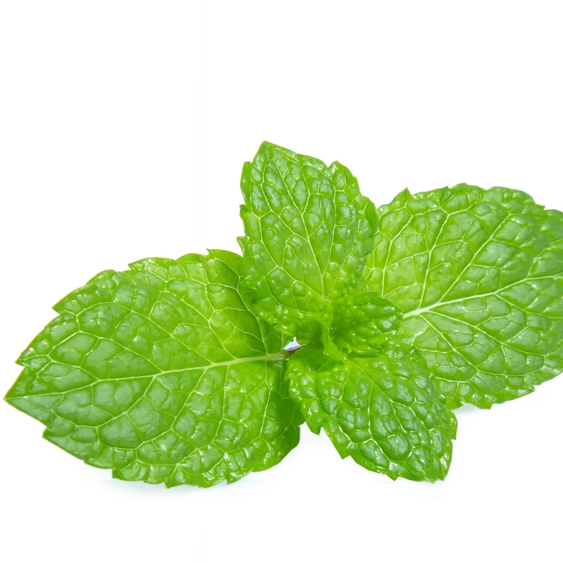 Menthe poivrée ( Mentha spicata )