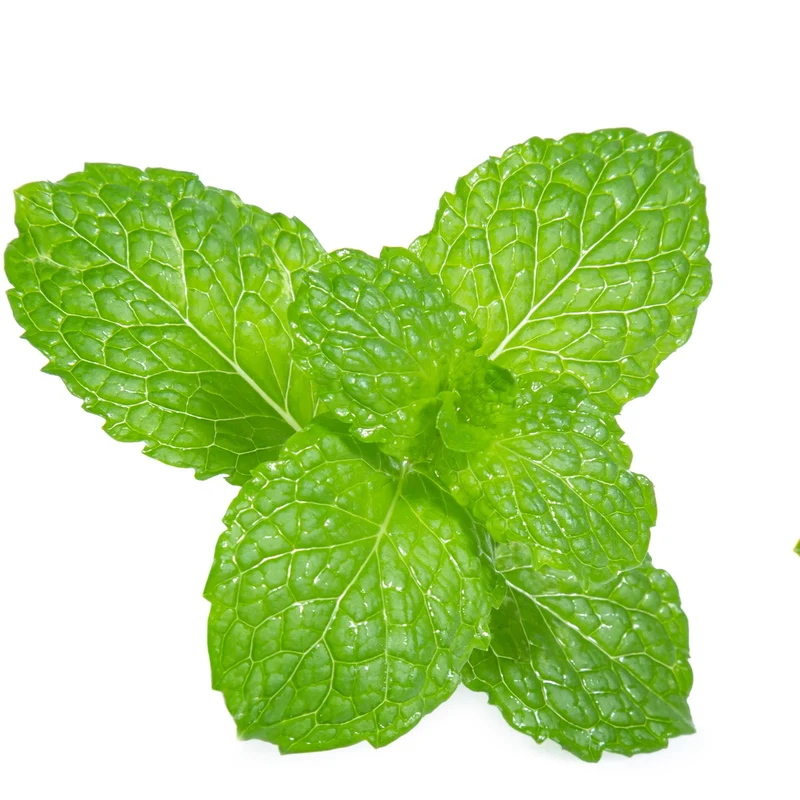 Menthe verte ( Mentha spicata )