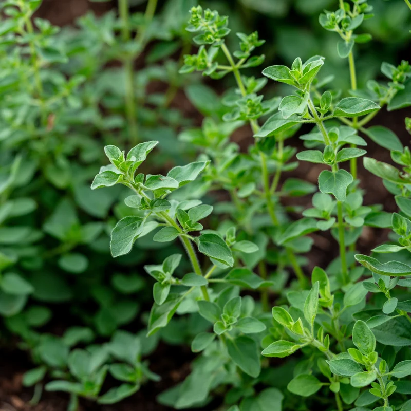 Marjolaine douce ( Origanum majorana )