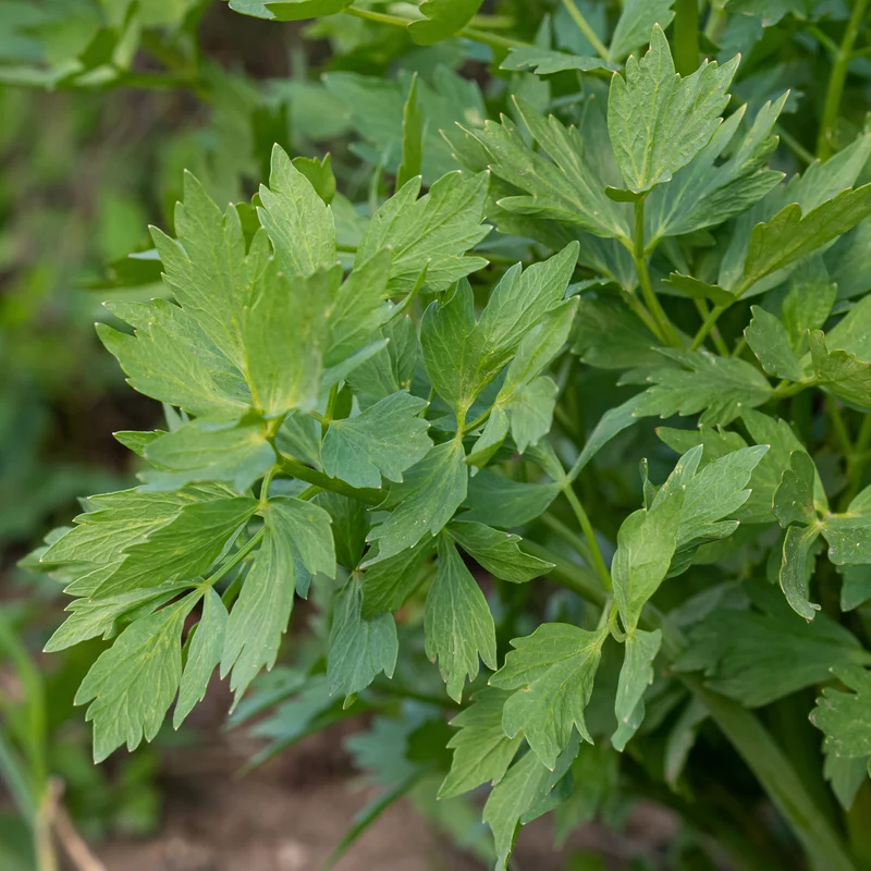 Livèche ( Levisticum officinalis )
